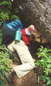 The trail to Emerald Lake had many obstacles.