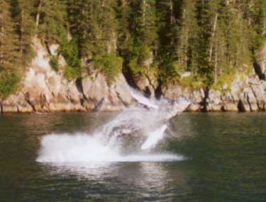 A humpback whale breeching alongside us!