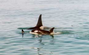 Three Orca whales