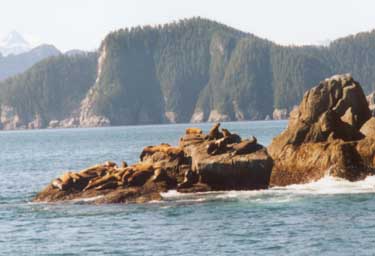 Sealions basking in the sun.