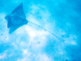 Spotted Eagle Ray