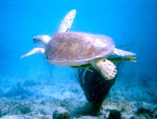 Sea Turtle