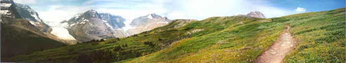 The view along Wilcox Pass trail