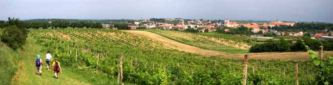 Fields of vineyards around Valtice