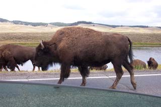 Bison walking past car