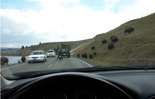 Bison trafic jam