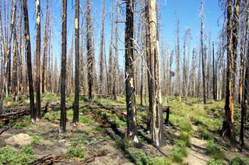 Trail to Johnson Peak