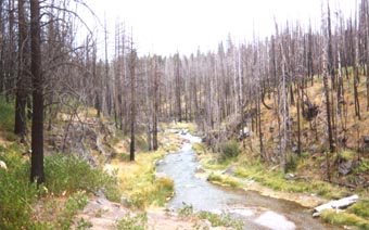 View along Paulina Creek