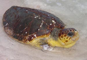 Injured SeaTurtle