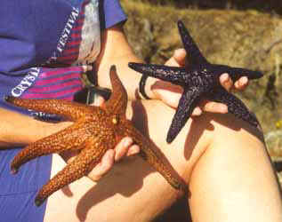 Seastars