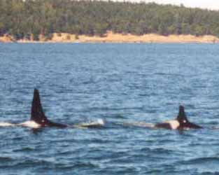 Orca Whales