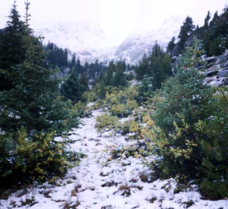 Snowy trail