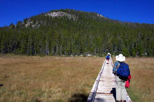 Boardwalk across meadow