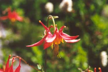 flwr-3.jpg (11695 bytes)