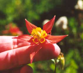 flwr-3a.jpg (9556 bytes)