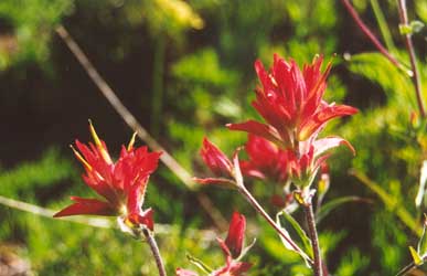 Indian Paintbrush